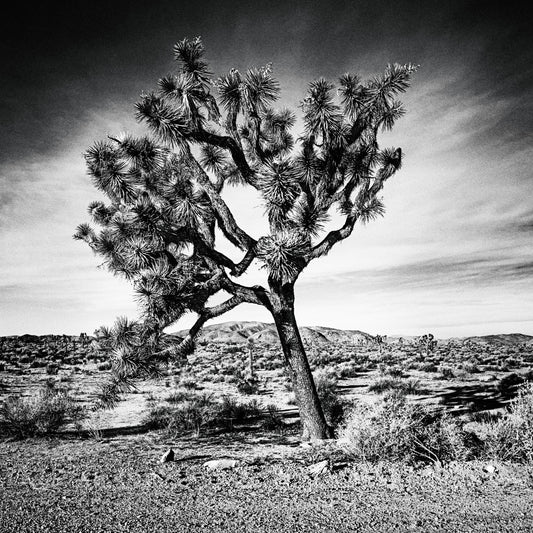 Joshua Tree