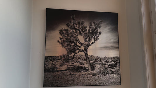 Joshua Tree